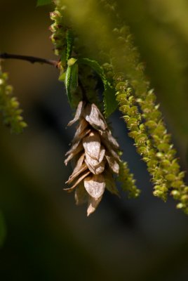 Ostrya carpinifolia - habrovec habrolistý - jehněda